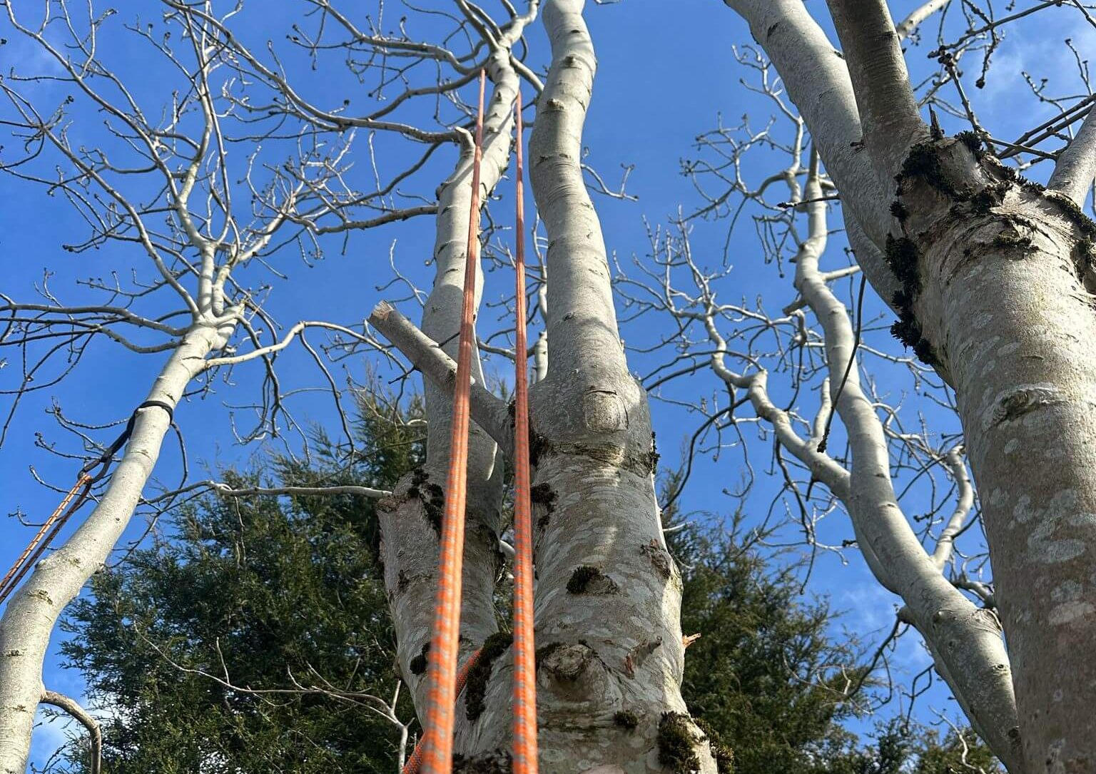 Tree Sergery